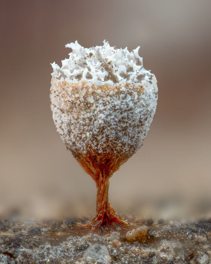 Image Of Distinction - Alison Pollack