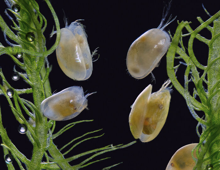 Image Of Distinction - Frank Reiser