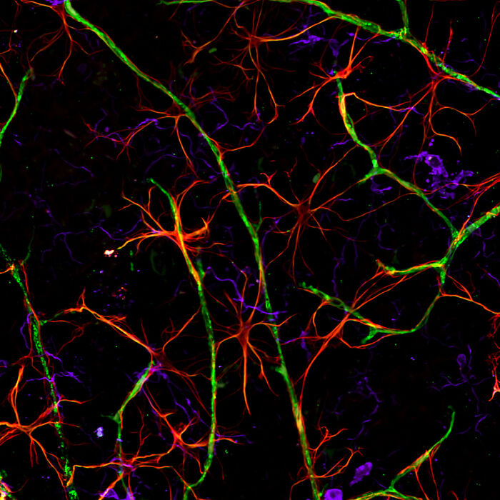 Image Of Distinction - Dr. Colin Rogers And Dr. Erica Weekman