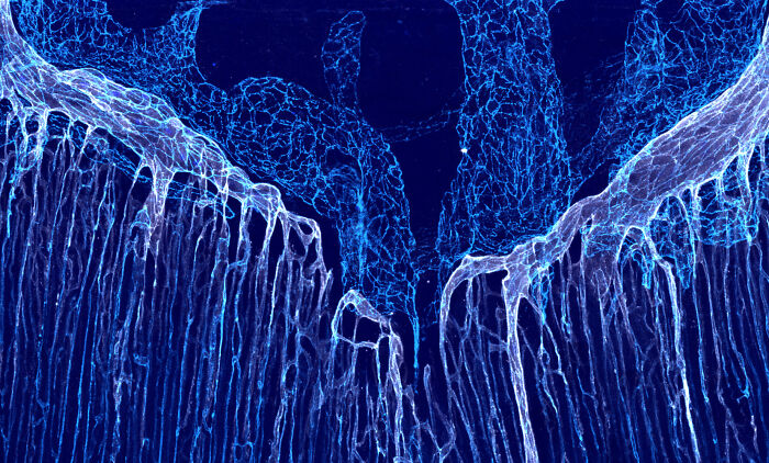 Image Of Distinction - Hans Schoofs