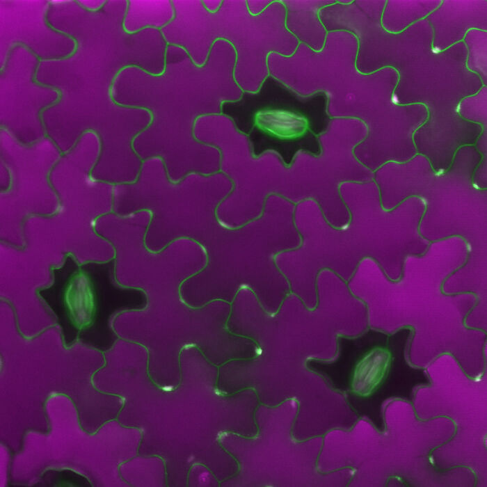 Image Of Distinction - Dr. Leo Serra