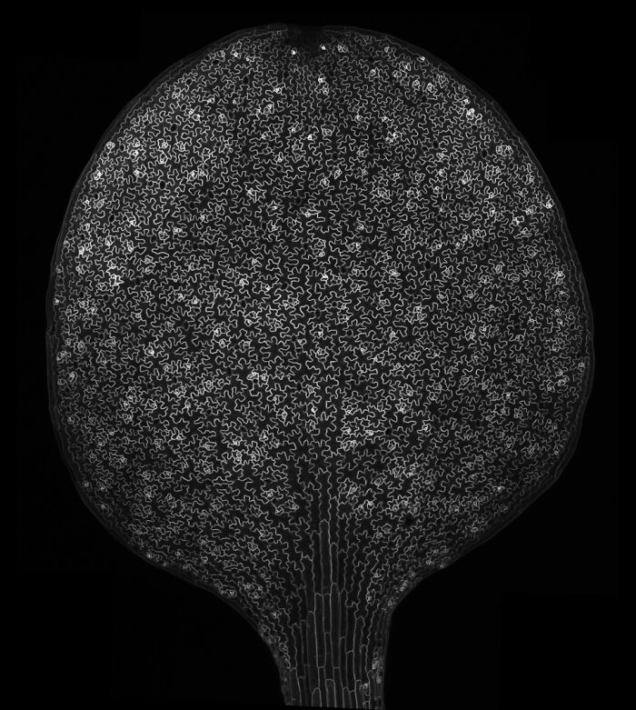 Image Of Distinction - Dr. Leo Serra