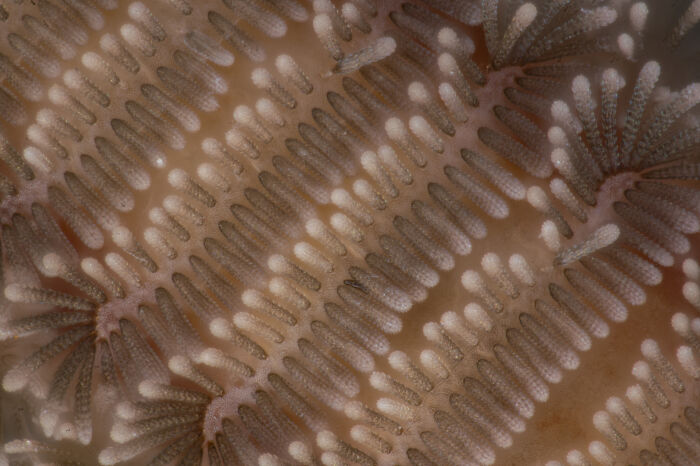 Image Of Distinction - Zhao Zengchao