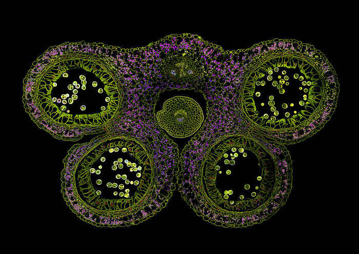 Image Of Distinction - Dr. Tong Zhang