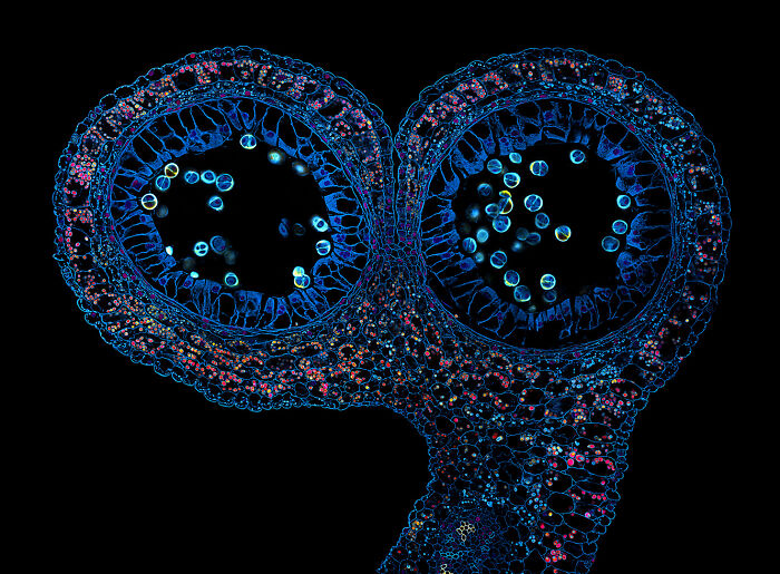 Image Of Distinction - Dr. Tong Zhang