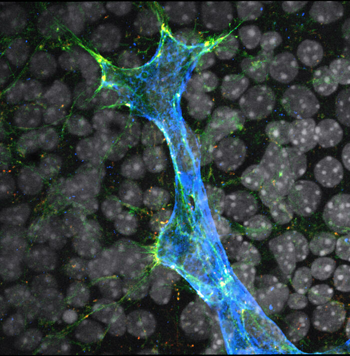 Image Of Distinction - Dr. Florian Alonso