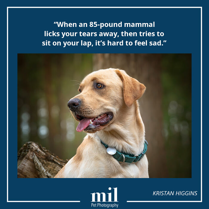 A picture of a dog with a motivational quote