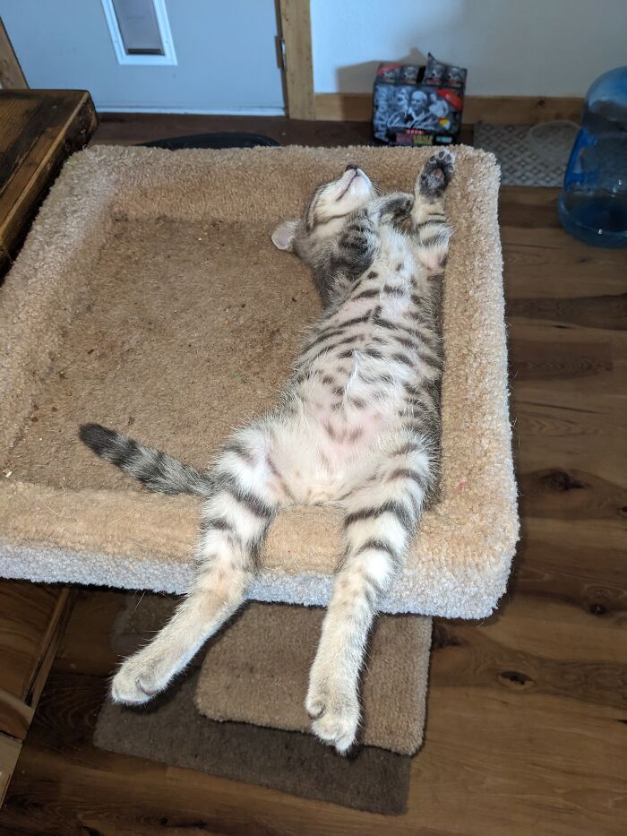 Big Kitty Stre...zzzzzzz