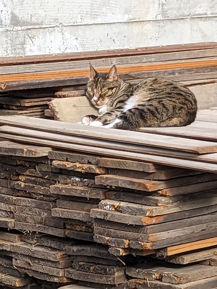 Any Sunny Spot Will Do!