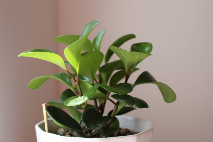 Peperomia green plant in white pot