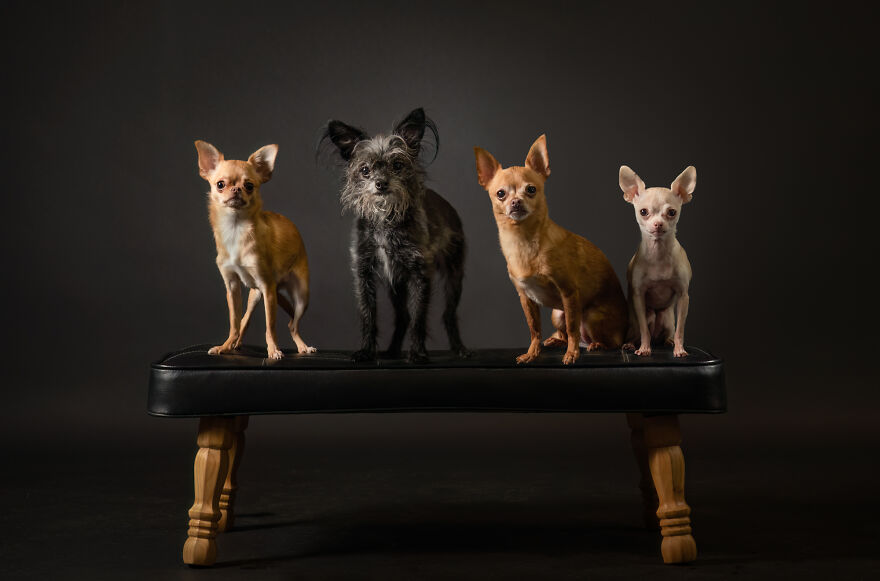 Olivia, Freyja, Pixel And Rayla