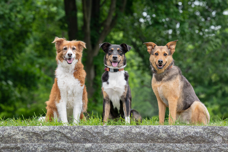 Dakota, Comet And Gilly