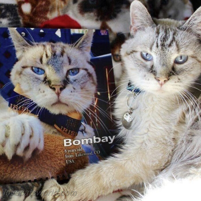 A cat is next to a calendar with its picture on it