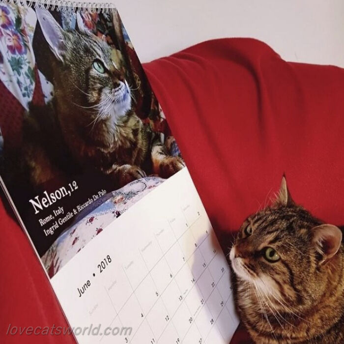 A cat is next to a calendar with its picture on it