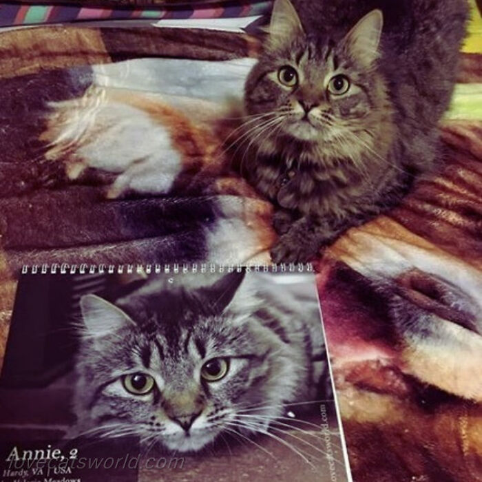 A cat is next to a calendar with its picture on it