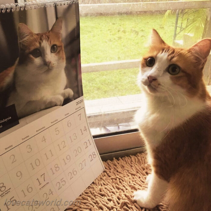 A cat is next to a calendar with its picture on it