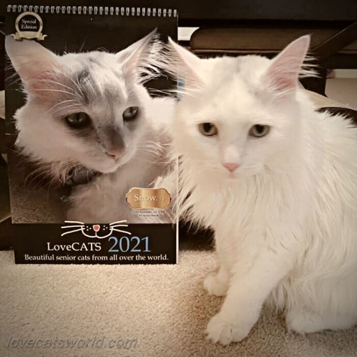 A cat is next to a calendar with its picture on it