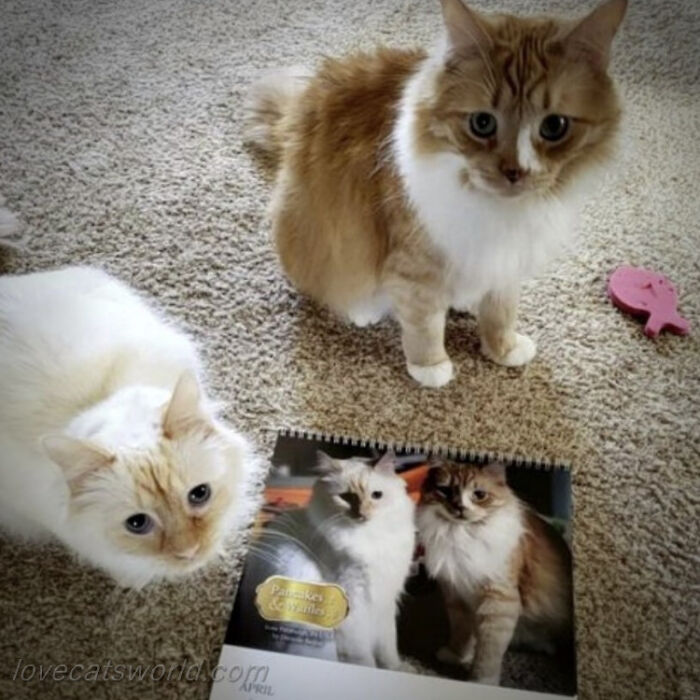 A cat is next to a calendar with its picture on it