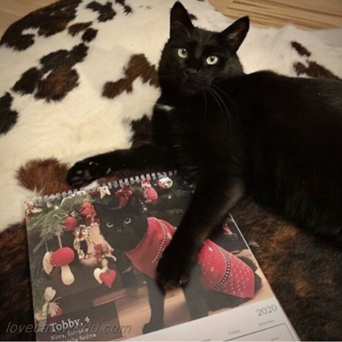 A cat is next to a calendar with its picture on it