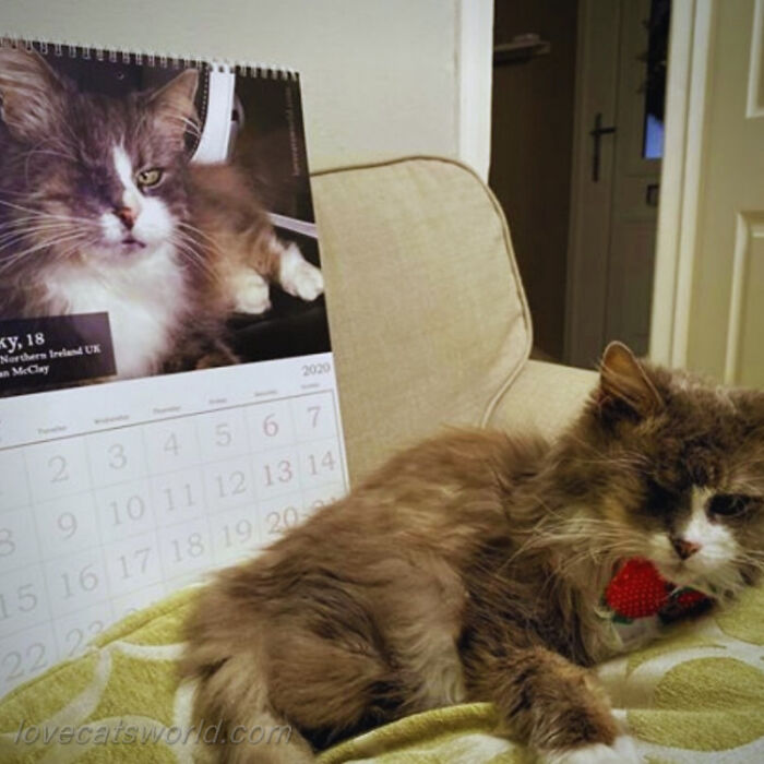 A cat is next to a calendar with its picture on it