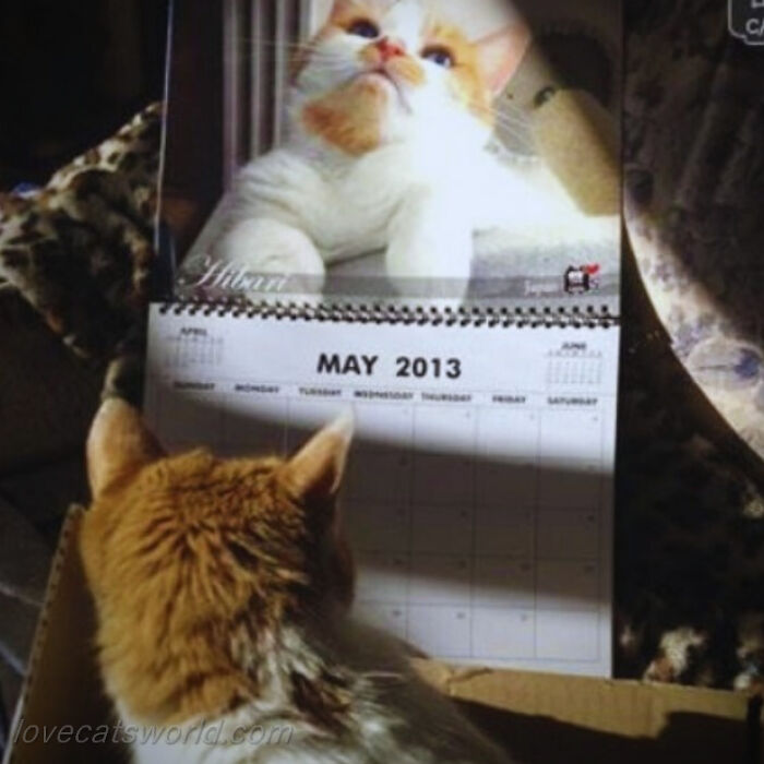 A cat is next to a calendar with its picture on it