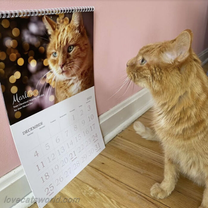 A cat is next to a calendar with its picture on it