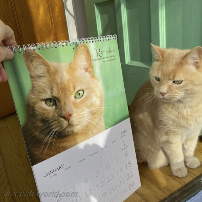 A cat is next to a calendar with its picture on it