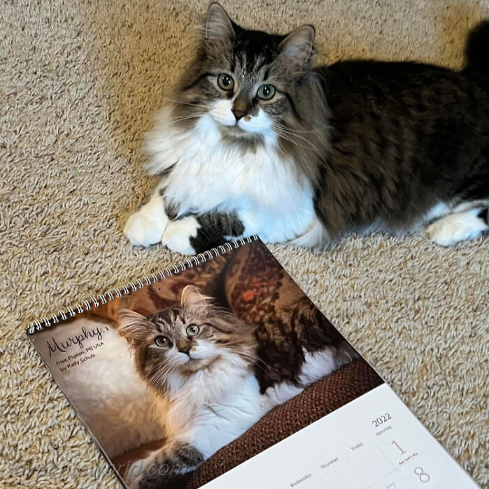 A cat is next to a calendar with its picture on it