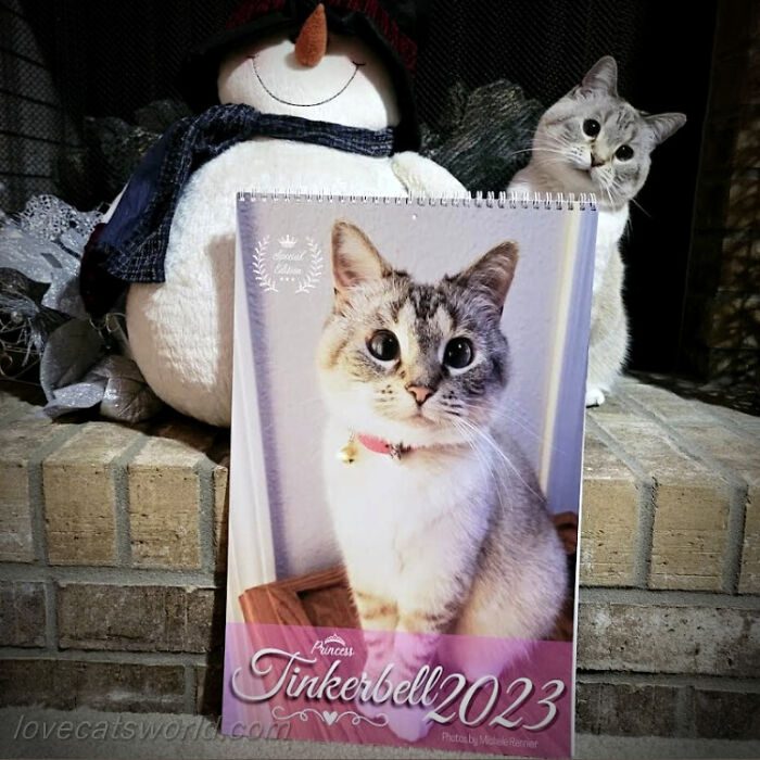 A cat is next to a calendar with its picture on it