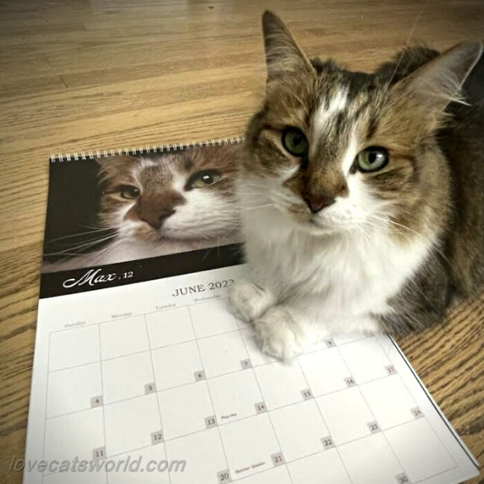 A cat is next to a calendar with its picture on it