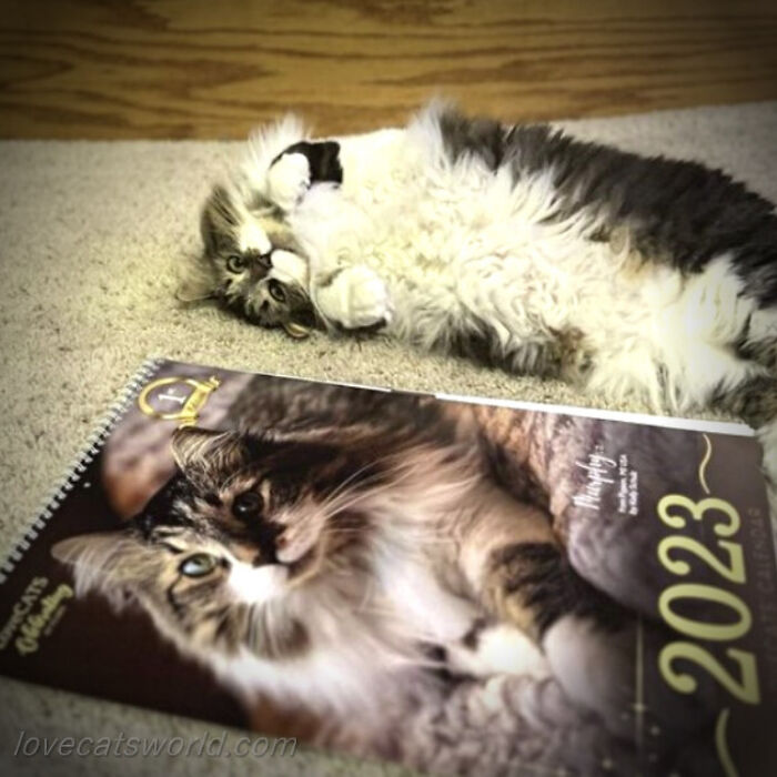 A cat is next to a calendar with its picture on it