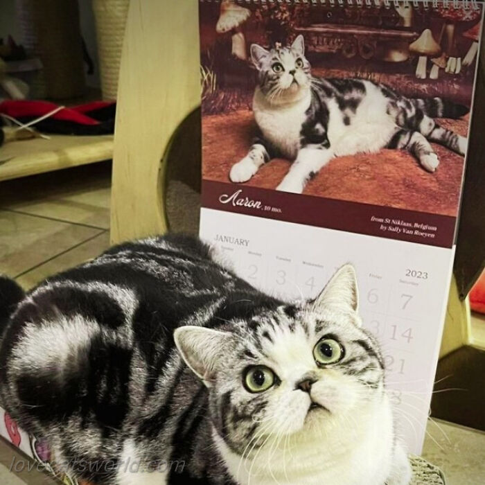 A cat is next to a calendar with its picture on it