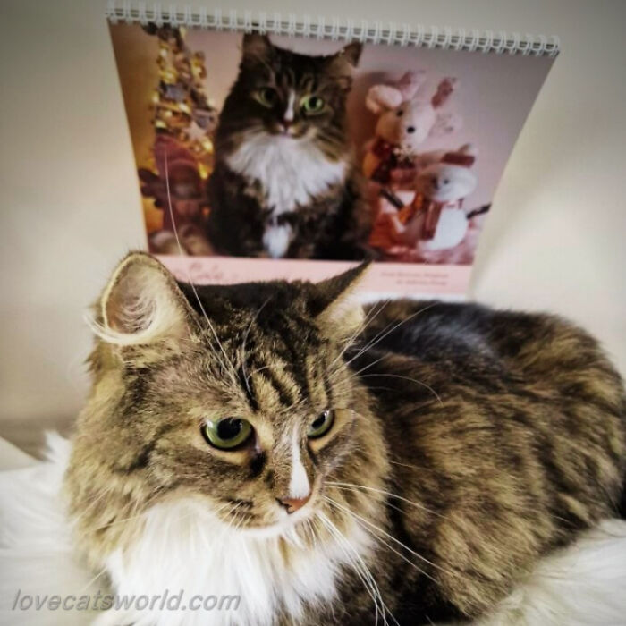A cat is next to a calendar with its picture on it