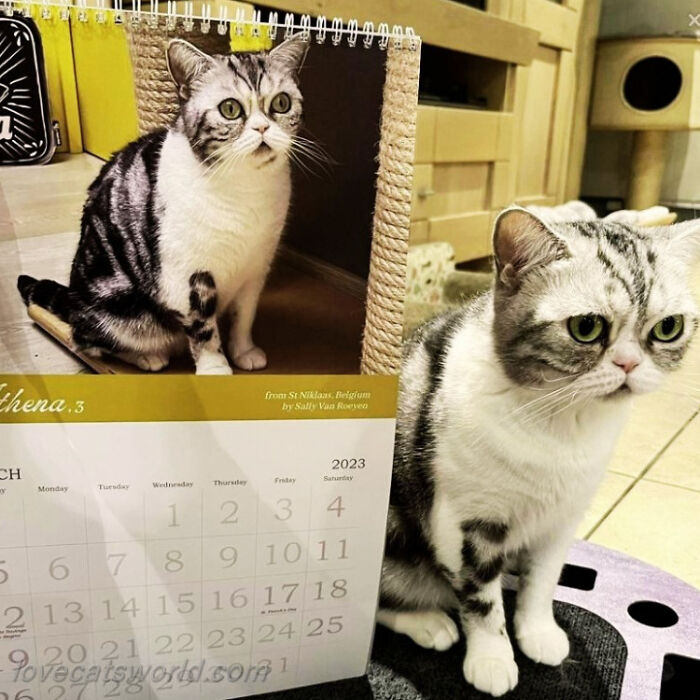 A cat is next to a calendar with its picture on it