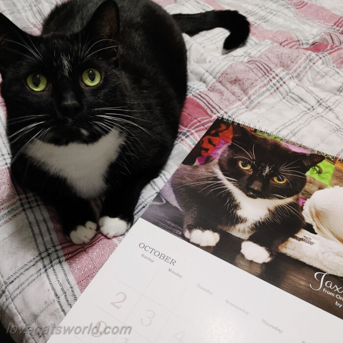 A cat is next to a calendar with its picture on it