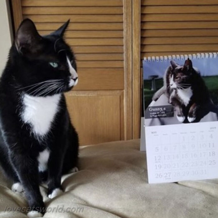 A cat is next to a calendar with its picture on it