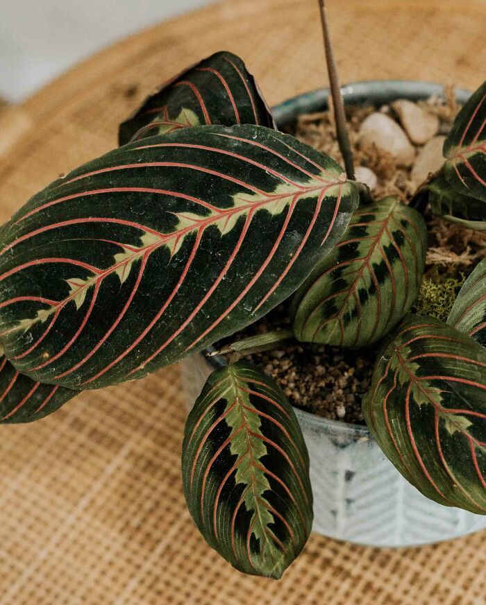 A Calathea prayer plant on a table