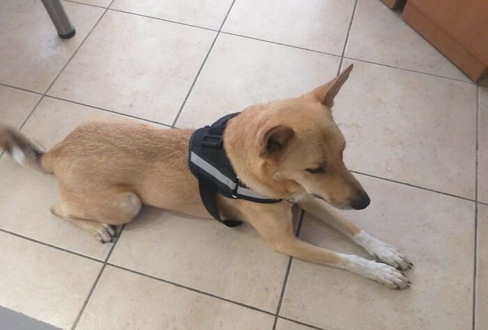 The Shocking Reality Of Animals In War Zones: How We Are Helping Animal Shelters In Gaza-Israel War