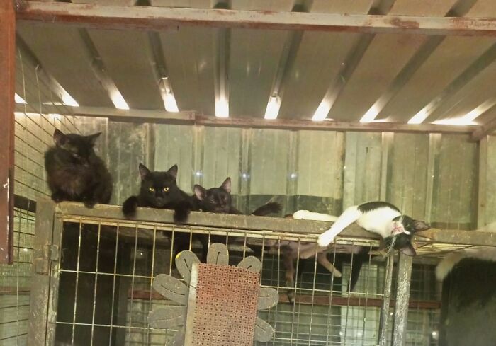 The Shocking Reality Of Animals In War Zones: How We Are Helping Animal Shelters In Gaza-Israel War