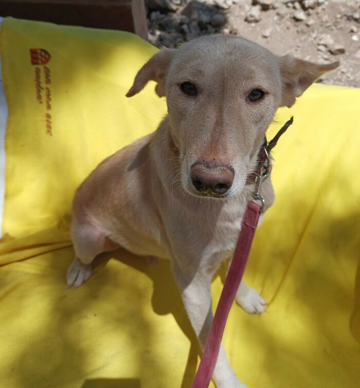 The Shocking Reality Of Animals In War Zones: How We Are Helping Animal Shelters In Gaza-Israel War