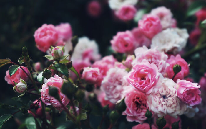 Pink roses 
