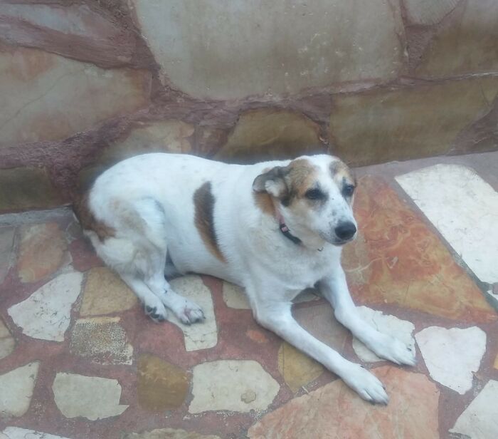 The Shocking Reality Of Animals In War Zones: How We Are Helping Animal Shelters In Gaza-Israel War