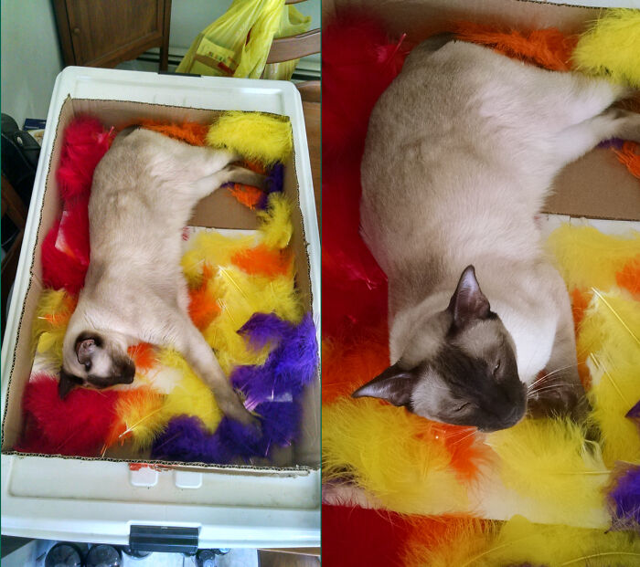 I Left The Top Off My Craft Feathers By Mistake. Sammy Saw His Opportunity And Took It. Can't Blame Him