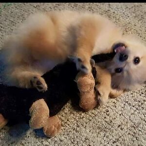 patriciaross_1 avatar