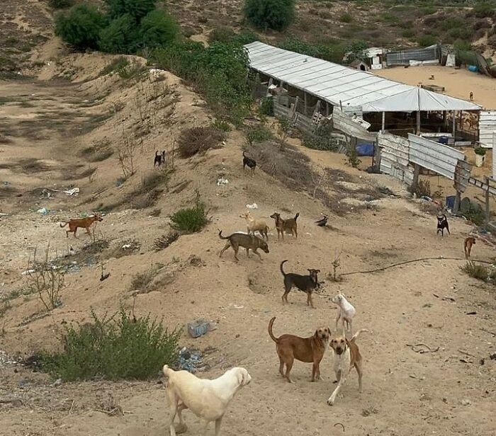 The Shocking Reality Of Animals In War Zones: How We Are Helping Animal Shelters In Gaza-Israel War
