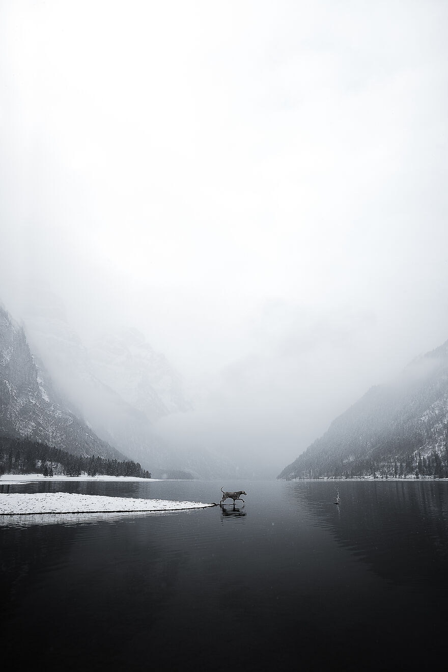 Finalist, Portrait And Landscape: "Weimaraner In Winterwonderland" By Daria Rossini