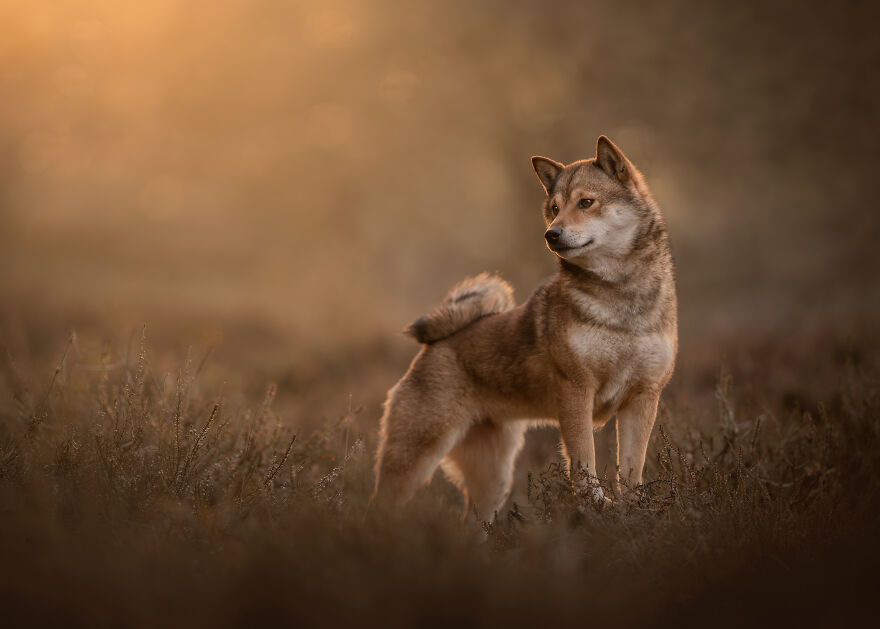 Finalist, Portrait And Landscape: "It Glitters In Gold" By Renate Zuidema