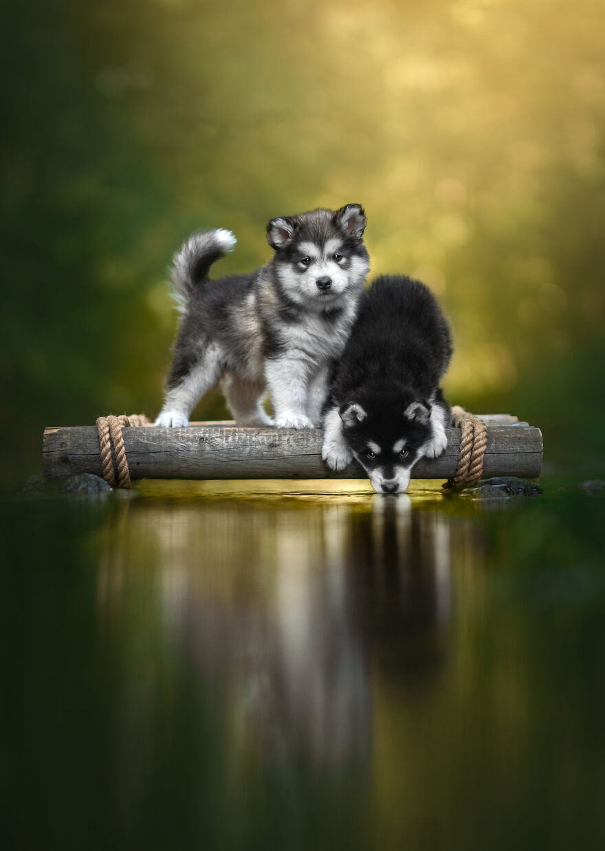 Finalist, Portrait And Landscape: "Furry Friends" By Stine Grind