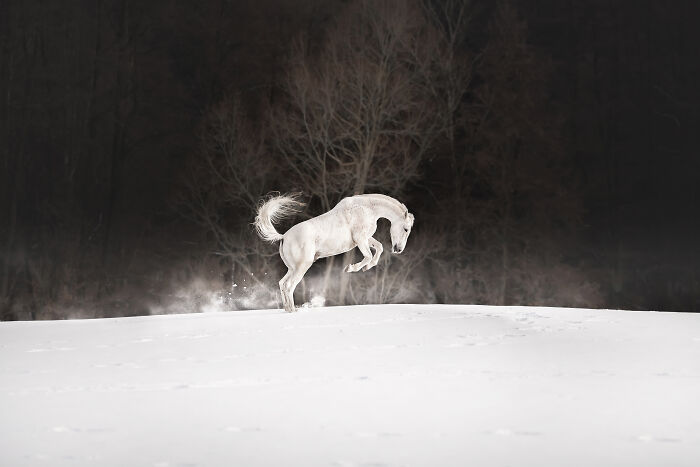 White horse in the snow