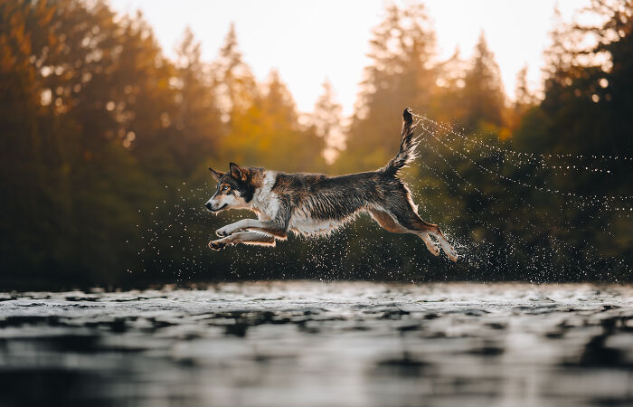 Dog jumping in the water